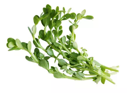 Représentation de l'ingrédient Bacopin pour l'apprentissage et la concentration