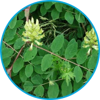 Icône de l'extrait de racine d'astragale stimulant la motilité spermatique